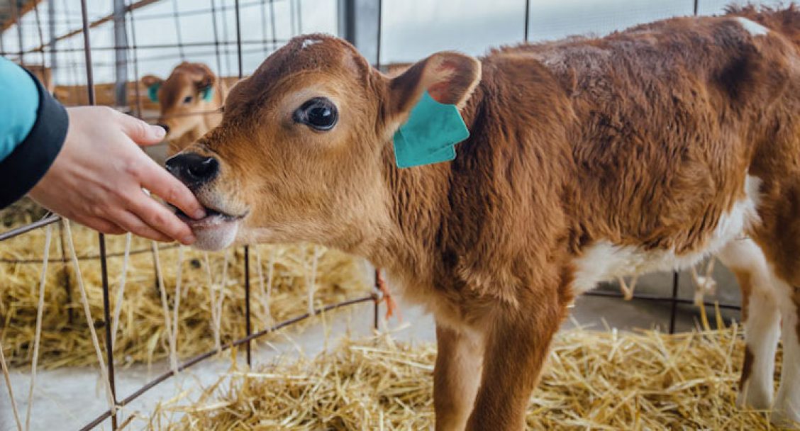 IoT en smart farming